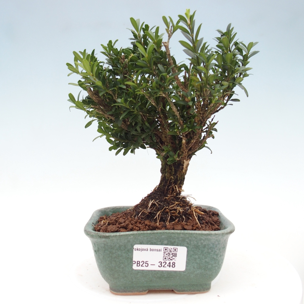 Pokojová bonsai - Buxus harlandii -korkový buxus