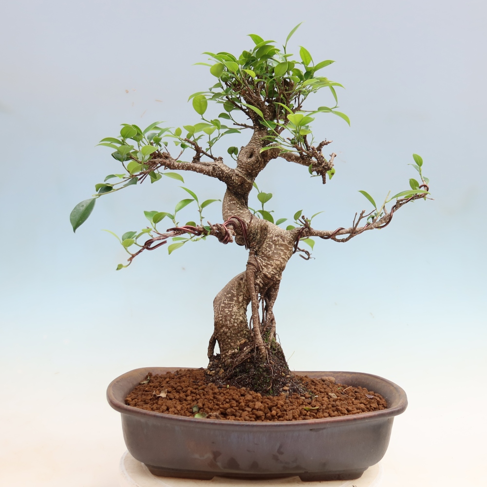 Pokojová bonsai - Ficus kimmen -  malolistý fíkus
