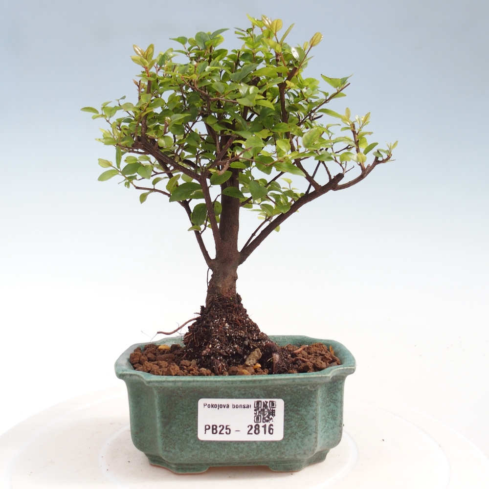 Pokojová bonsai - Sagerécie thea - Sagerécie thea
