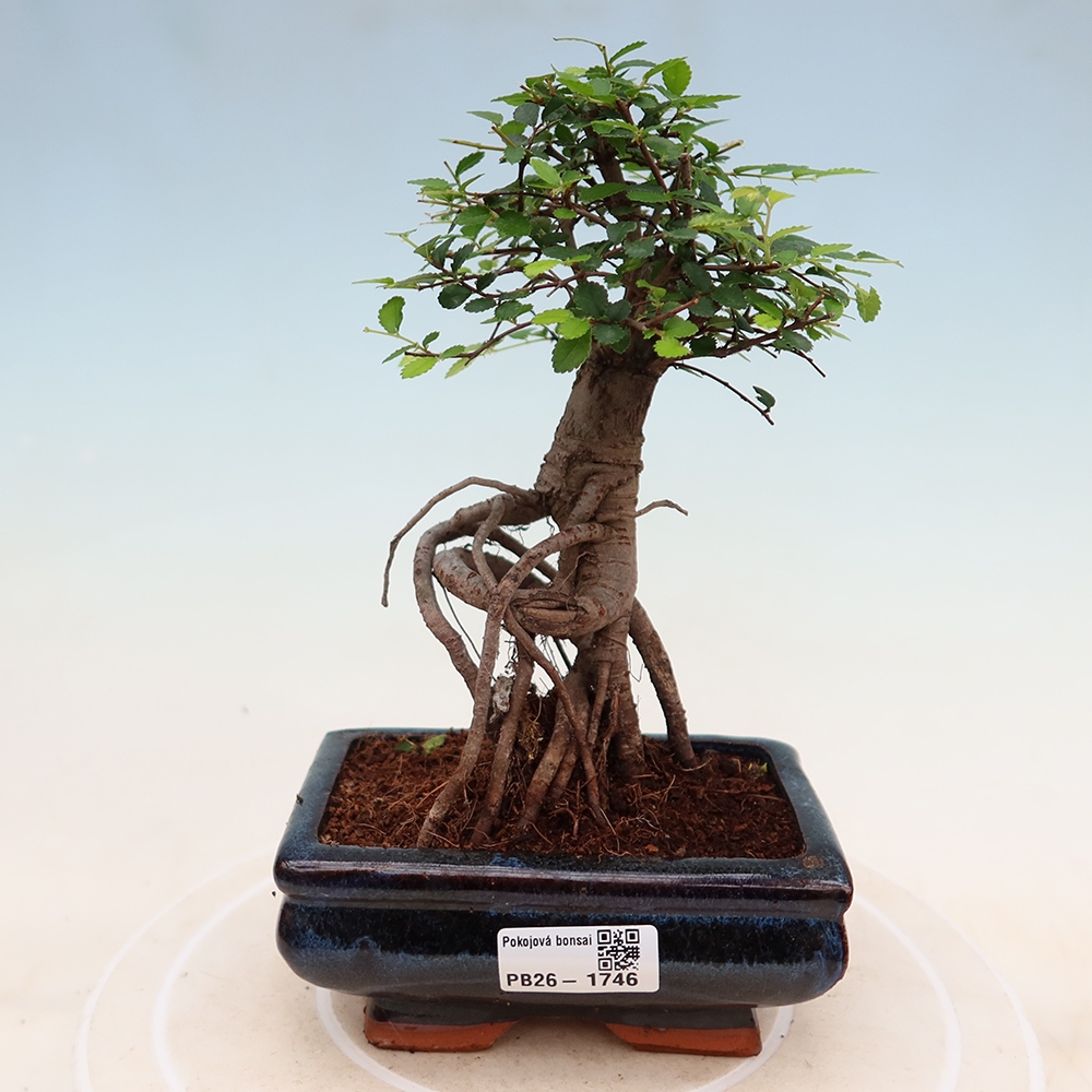 Pokojová bonsai - Ulmus parvifolia - Malolistý jilm