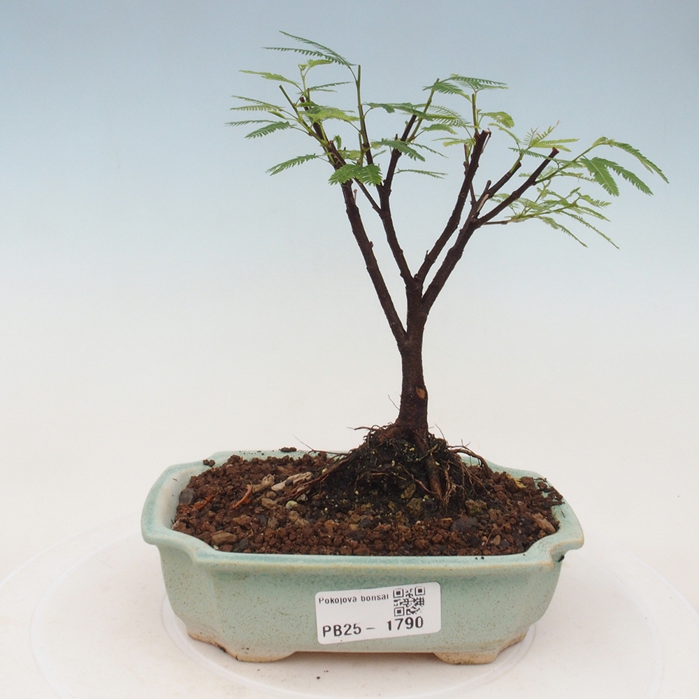 Pokojová bonsai-Calliandra surinamensis Dixie Pink - Kaliandra Suriámská
