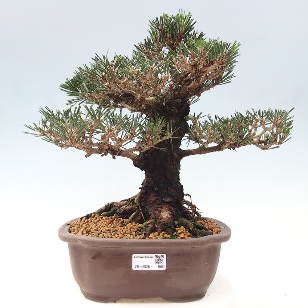 Venkovní bonsai - Pinus thunbergii Kotobuki - Borovice thunbergova