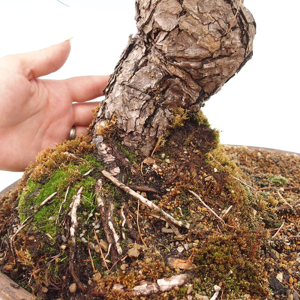 Venkovní bonsai - Pinus parviflora - Borovice drobnokvětá