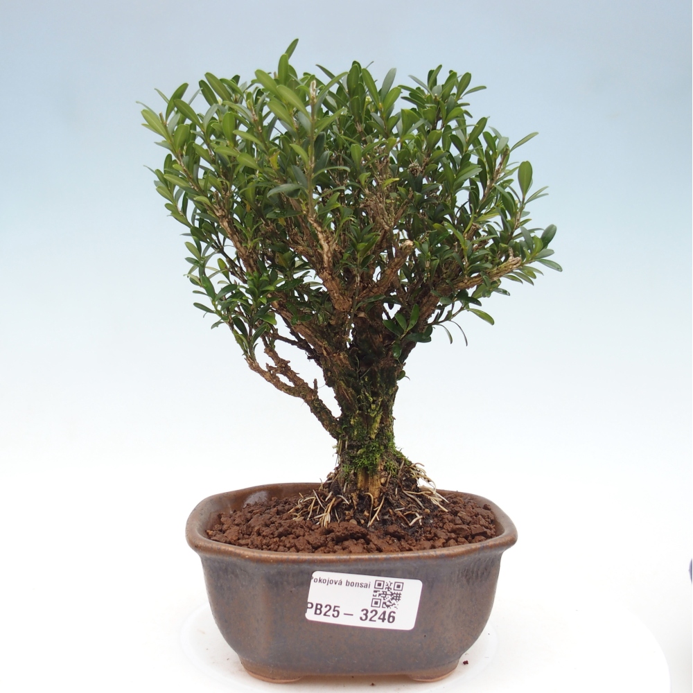 Pokojová bonsai - Buxus harlandii -korkový buxus