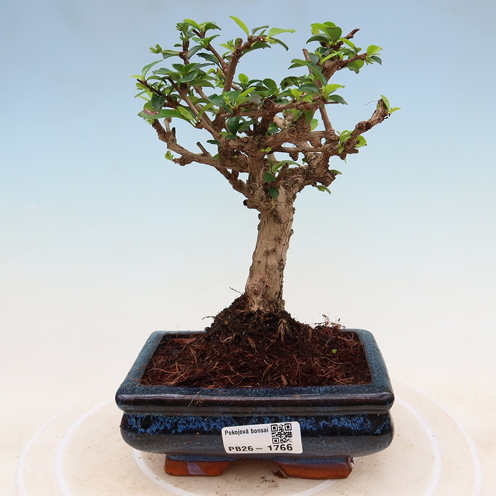 Pokojová bonsai - Carmona macrophylla - Čaj fuki