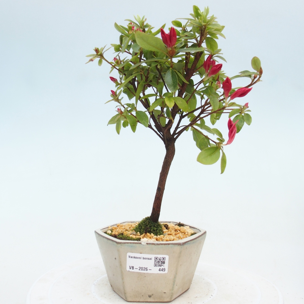 Venkovní bonsai - Japonská azalka - Azalea sp.