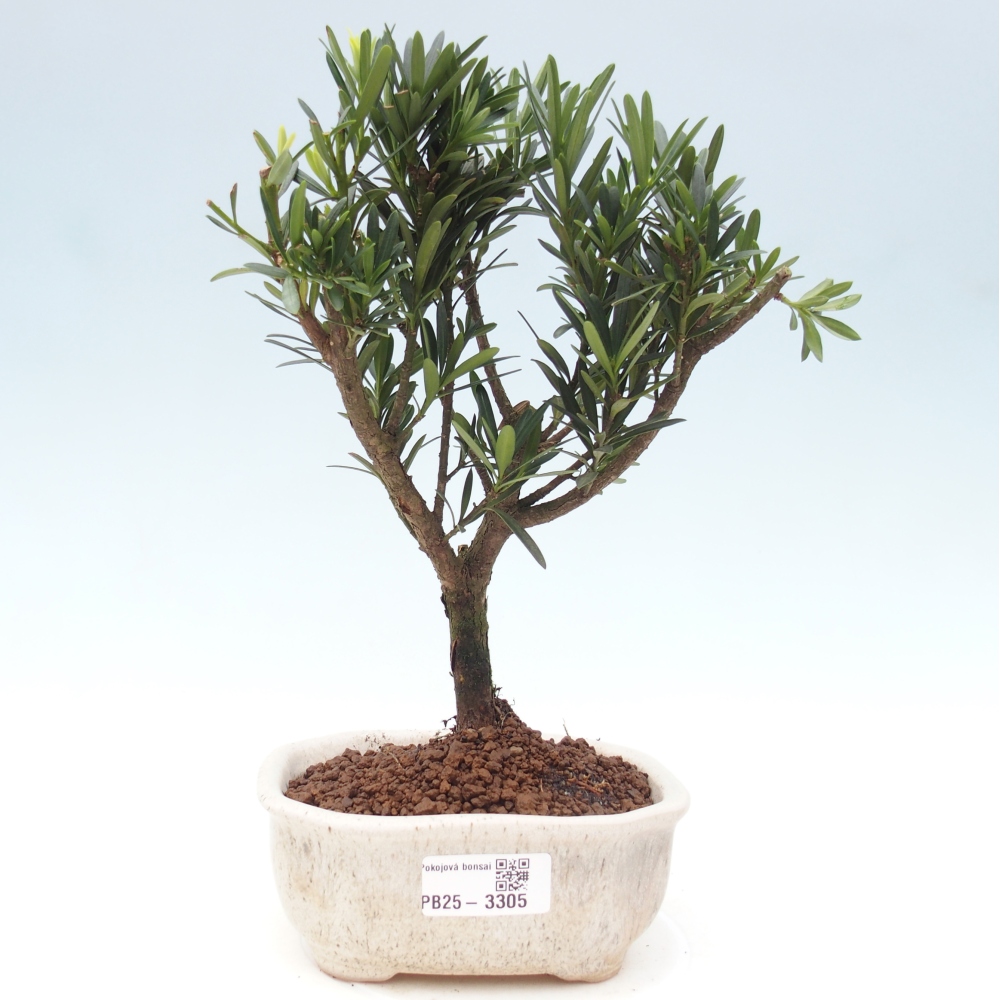 Pokojová bonsai - Podocarpus - Kamenný tis