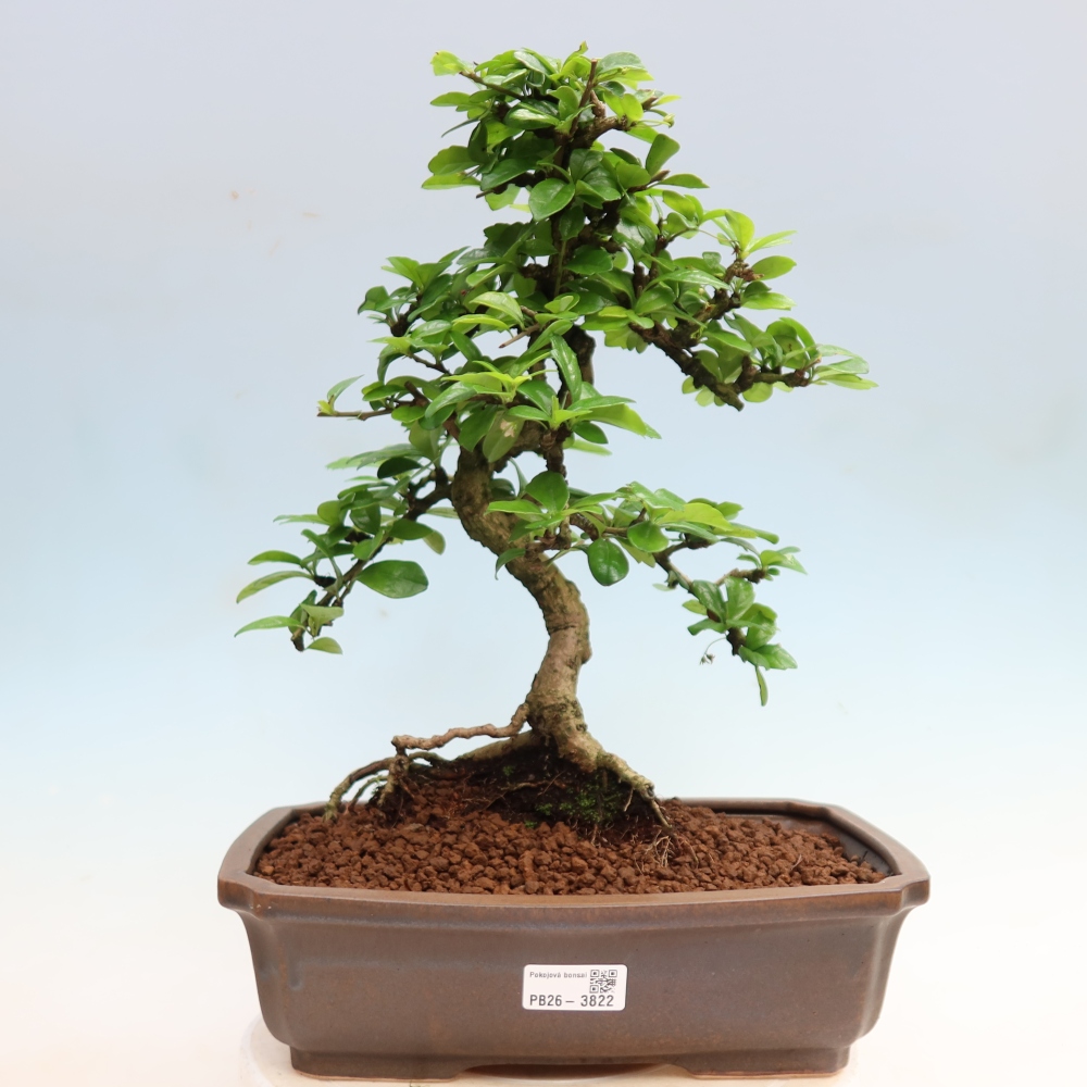 Pokojová bonsai - Carmona macrophylla - Čaj fuki