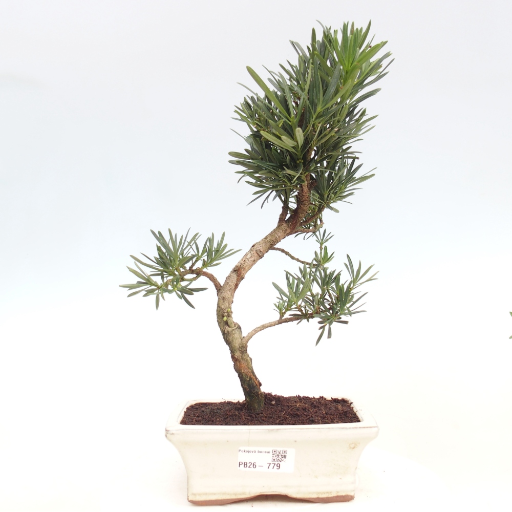 Pokojová bonsai - Podocarpus - Kamenný tis