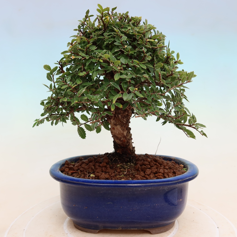 Venkovní bonsai - Zelkova - Zelkova NIRE