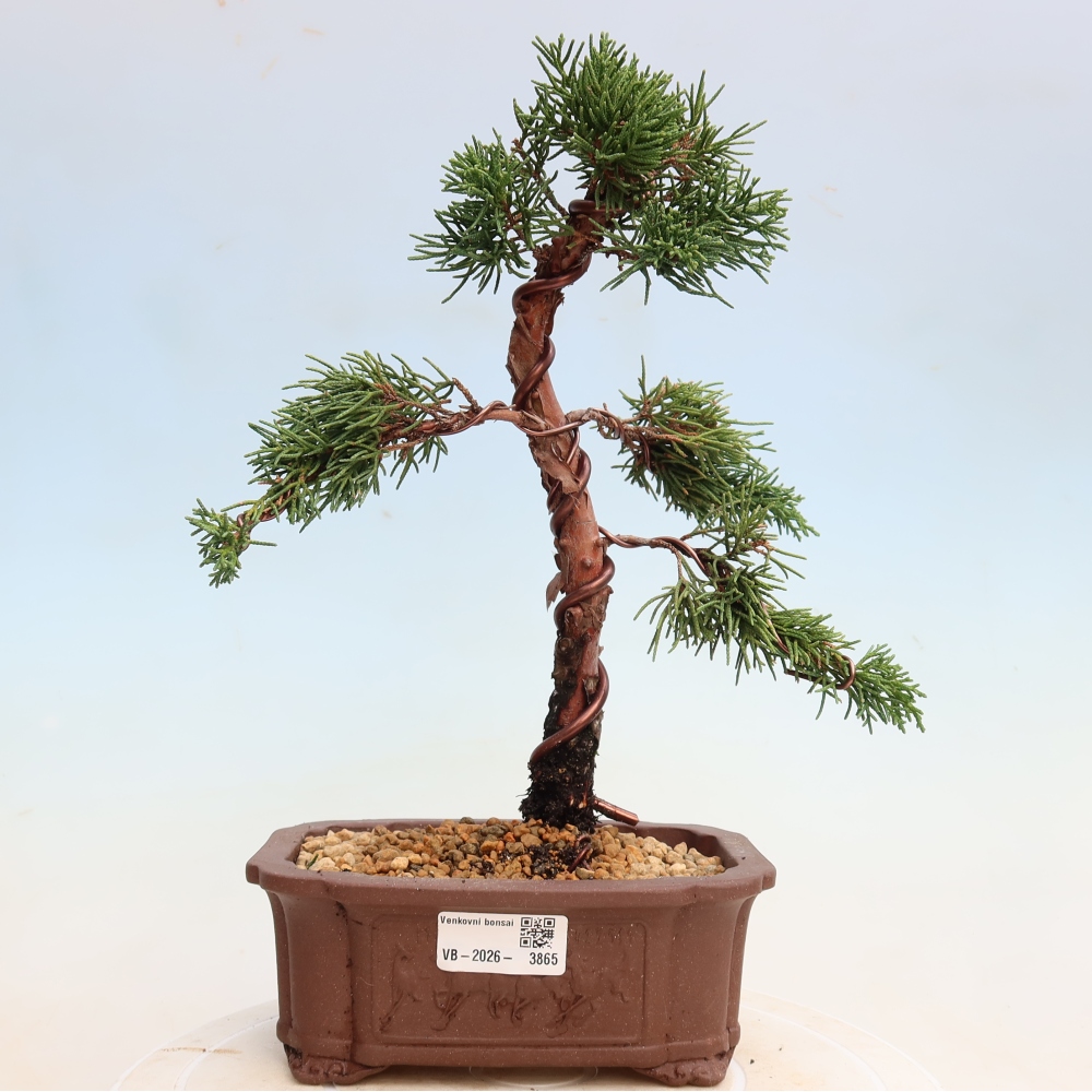 Venkovní bonsai - Juniperus chinensis Kishu -Jalovec čínský