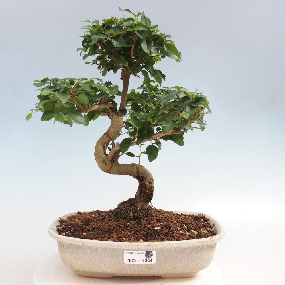 Pokojová bonsai -Ligustrum chinensis - Ptačí zob