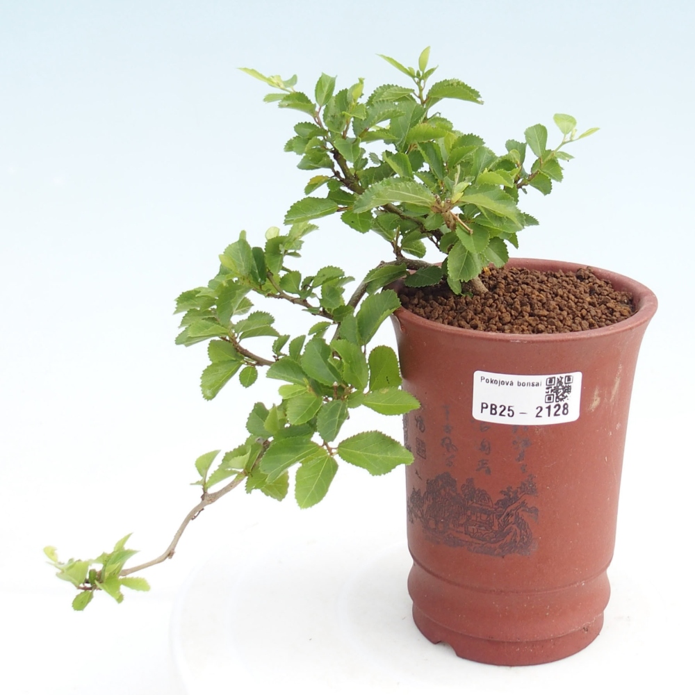 Pokojová bonsai - Grewia occidentalis - Hvězdice levandulová