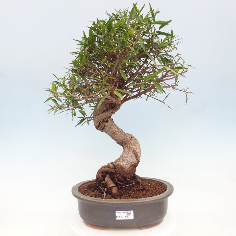 Pokojová bonsai - Ficus nerifolia -  malolistý fíkus
