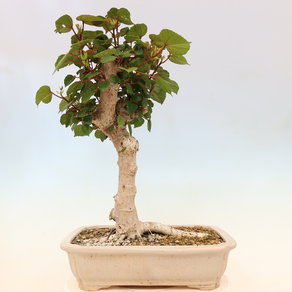 Pokojová bonsai - Hibiscus tiliaceus - Ibišek lípovitý, morský