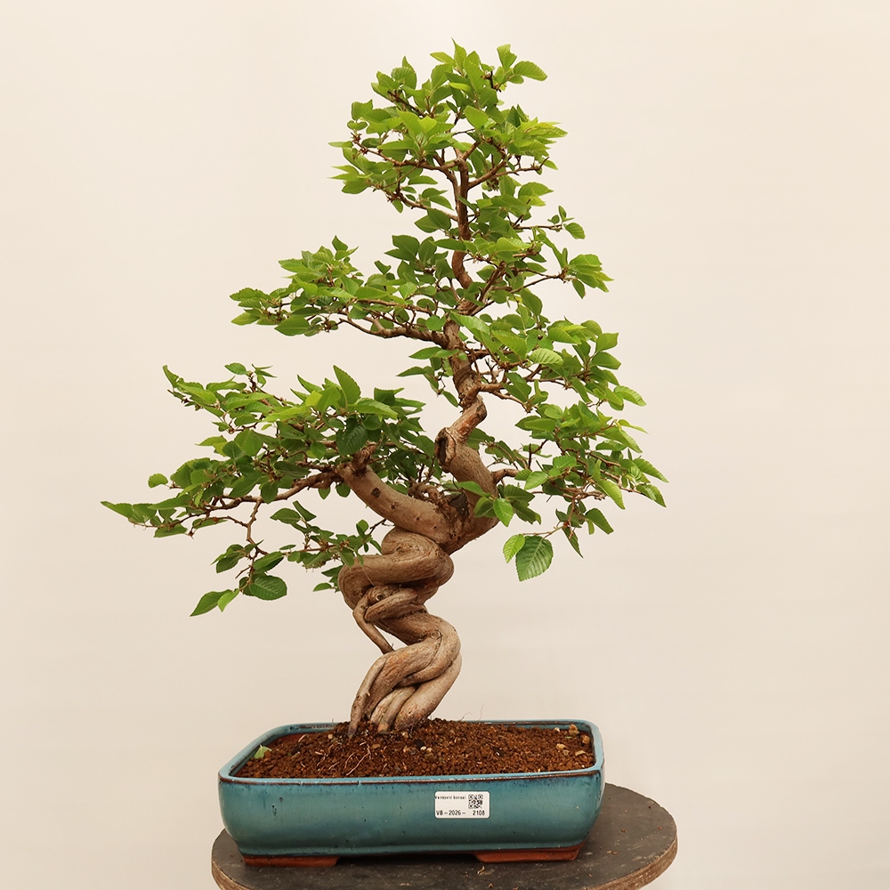 Venkovní bonsai -Carpinus Coreana - Habr korejský