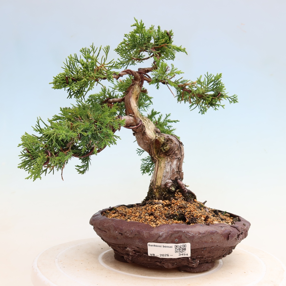 Venkovní bonsai - Juniperus chinensis Itoigawa-Jalovec čínský
