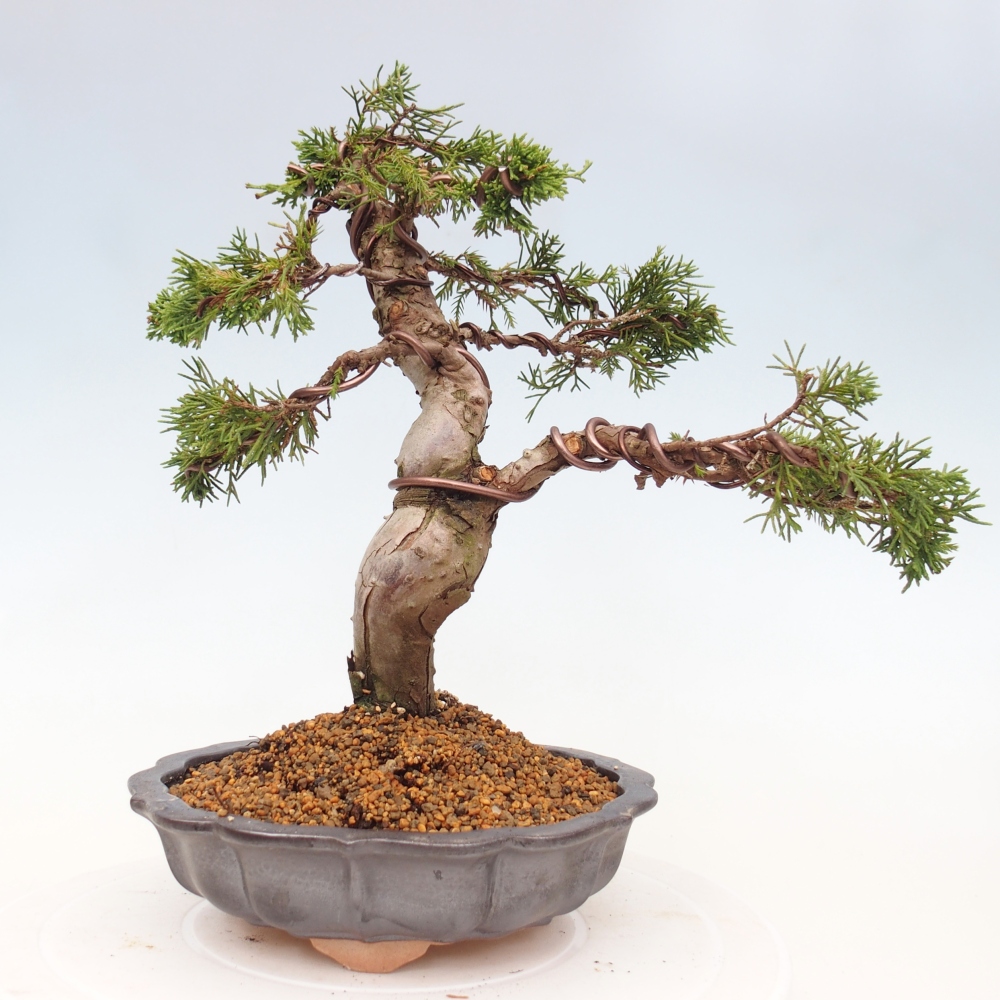 Venkovní bonsai - Juniperus chinensis Itoigawa -Jalovec čínský