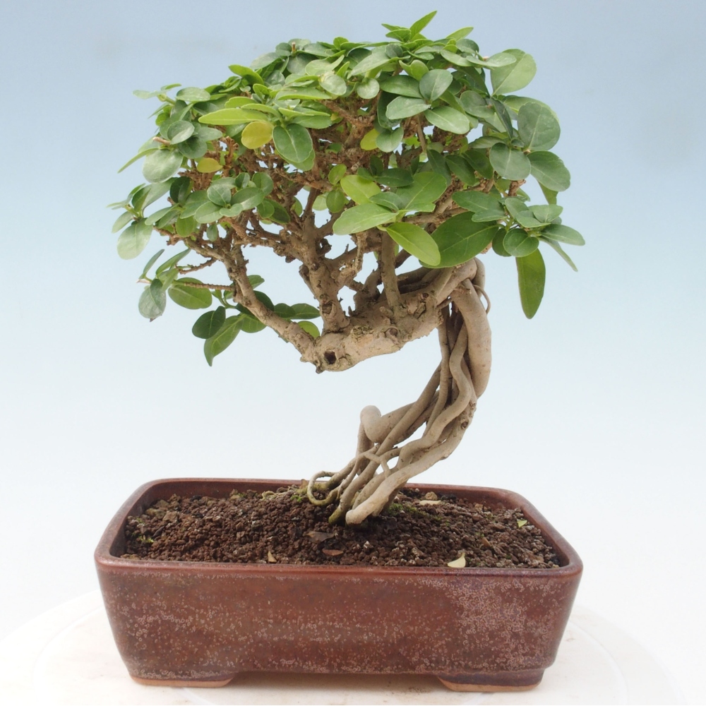 Pokojová bonsai - Premna serratifolia  - Kozlovoň malolistá