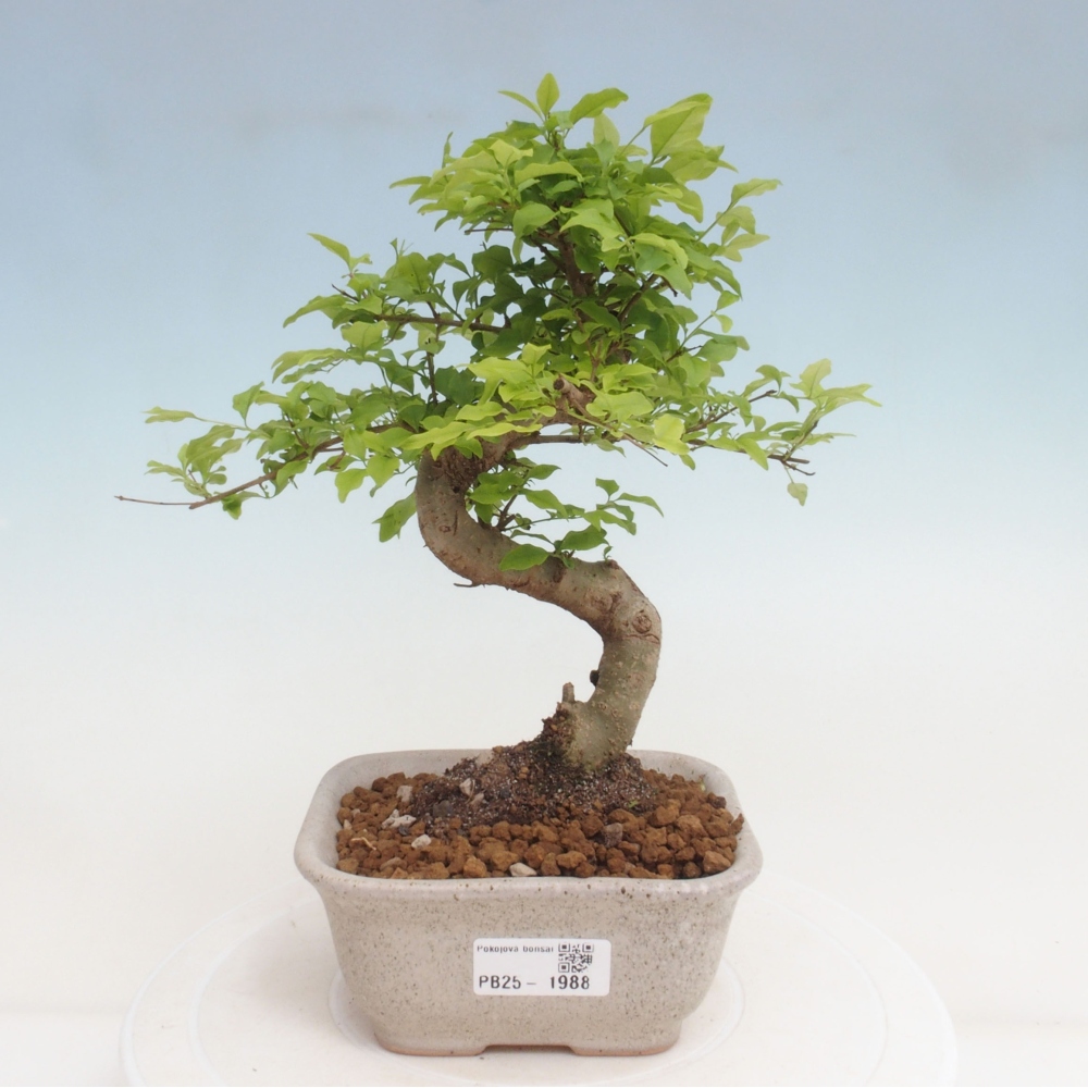 Pokojová bonsai -Ligustrum chinensis - Ptačí zob