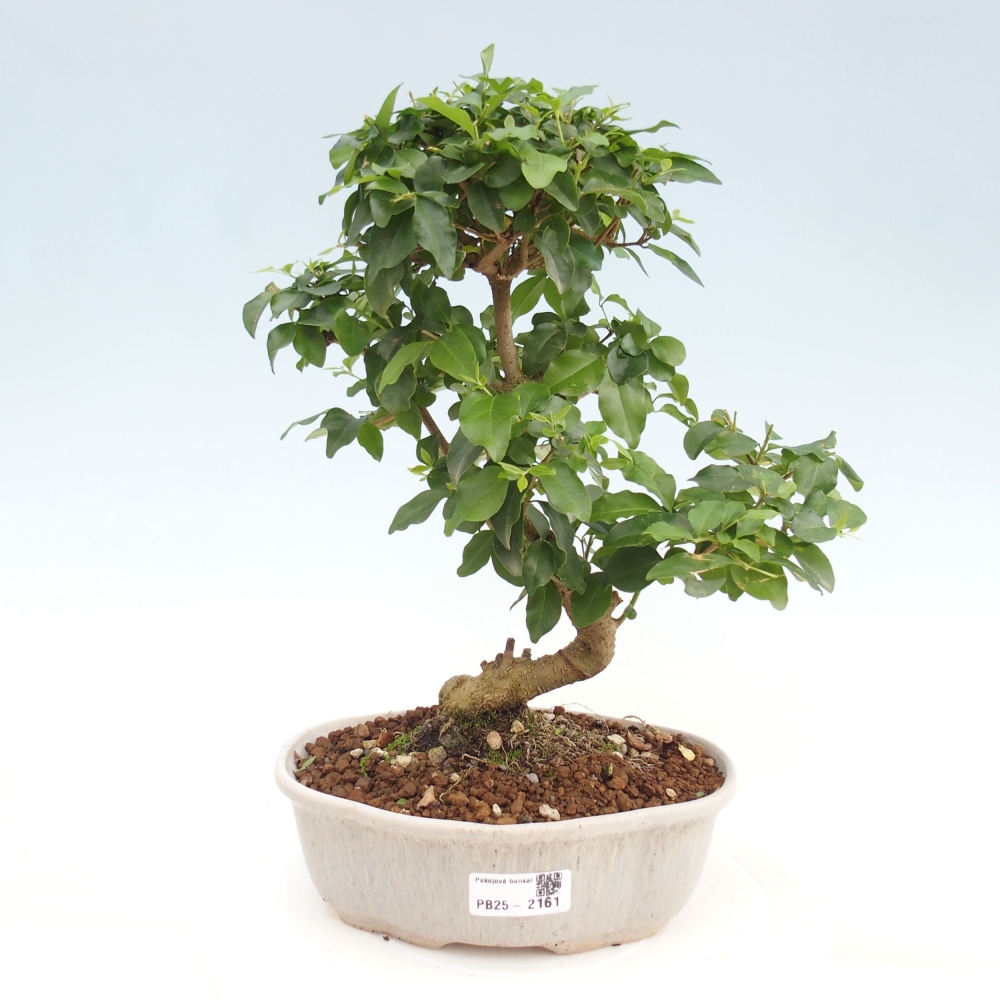 Pokojová bonsai -Ligustrum chinensis - Ptačí zob