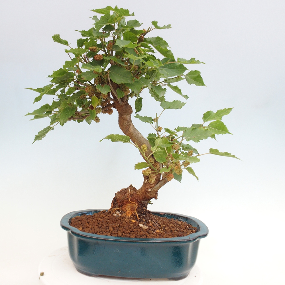Venkovní bonsai -Morus alba - moruše