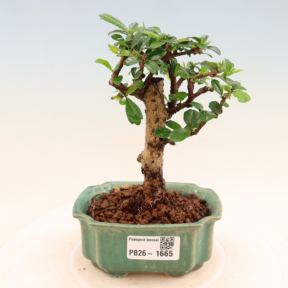 Pokojová bonsai - Carmona macrophylla - Čaj fuki