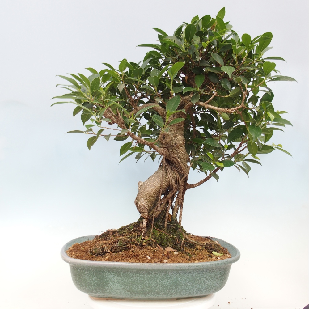 Pokojová bonsai - Ficus kimmen -  malolistý fíkus - POUZE OSOBNÍ ODBĚR nebo paletová přeprava