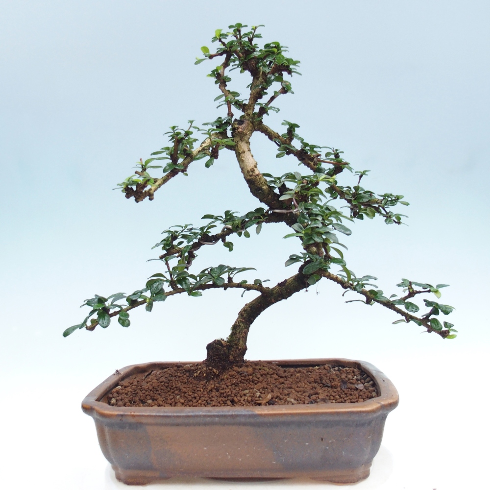 Pokojová bonsai - Carmona macrophylla - Čaj fuki