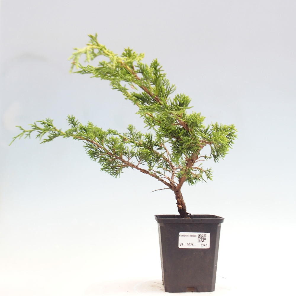 Venkovní bonsai - Juniperus chinensis Itoigawa -Jalovec čínský