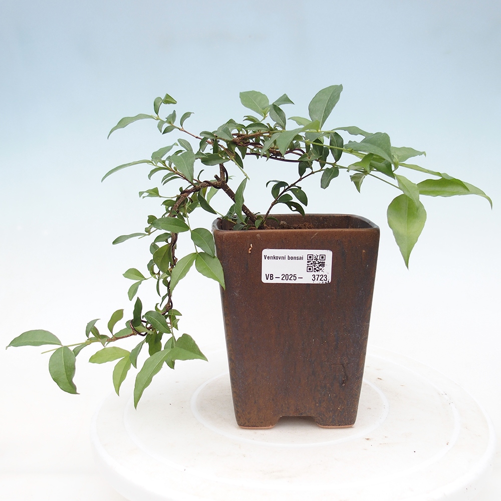 Pokojová bonsai - Malpighia coccigera- Barbdorská třešeň