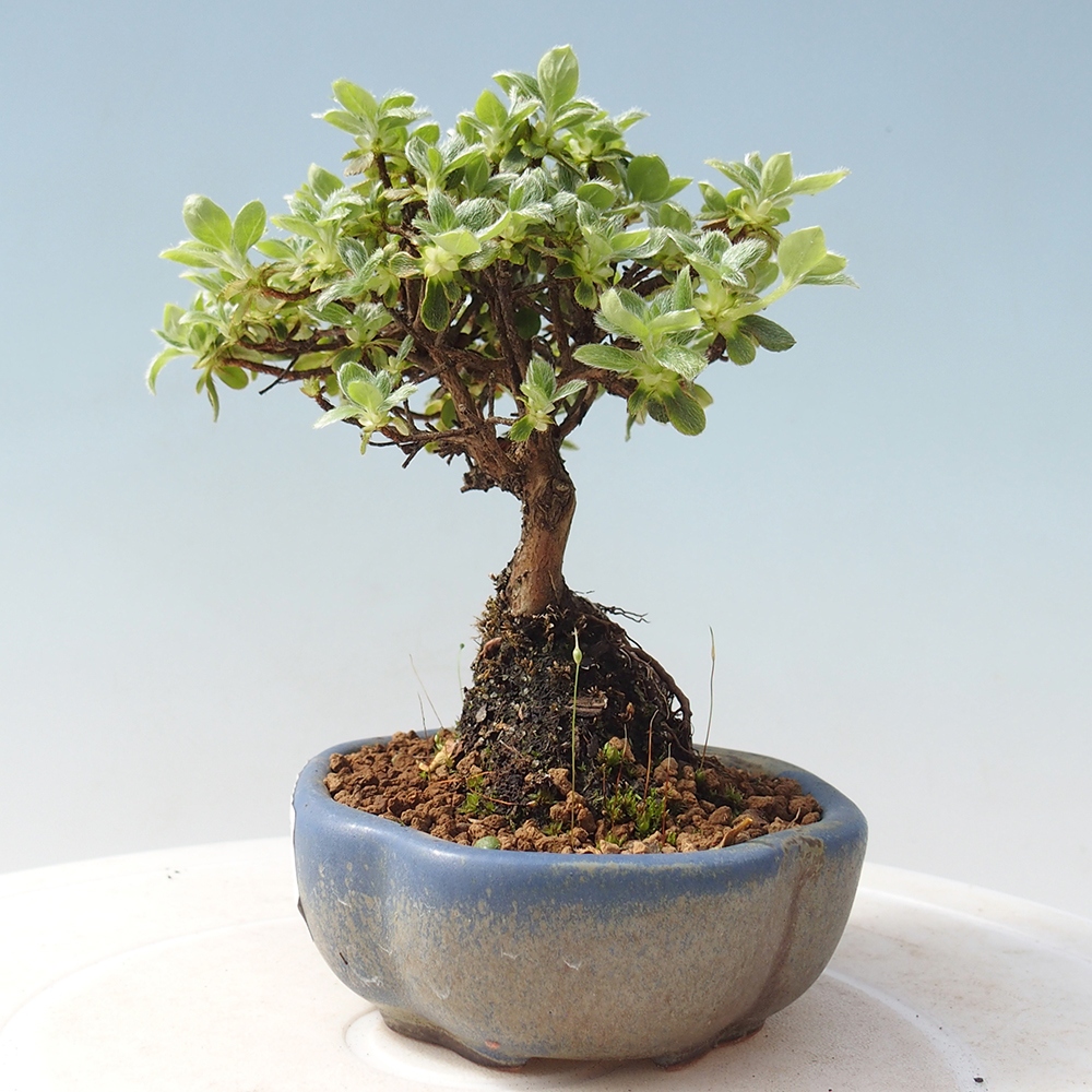 Venkovní bonsai - Rhododendron indicum - Japonská azalka