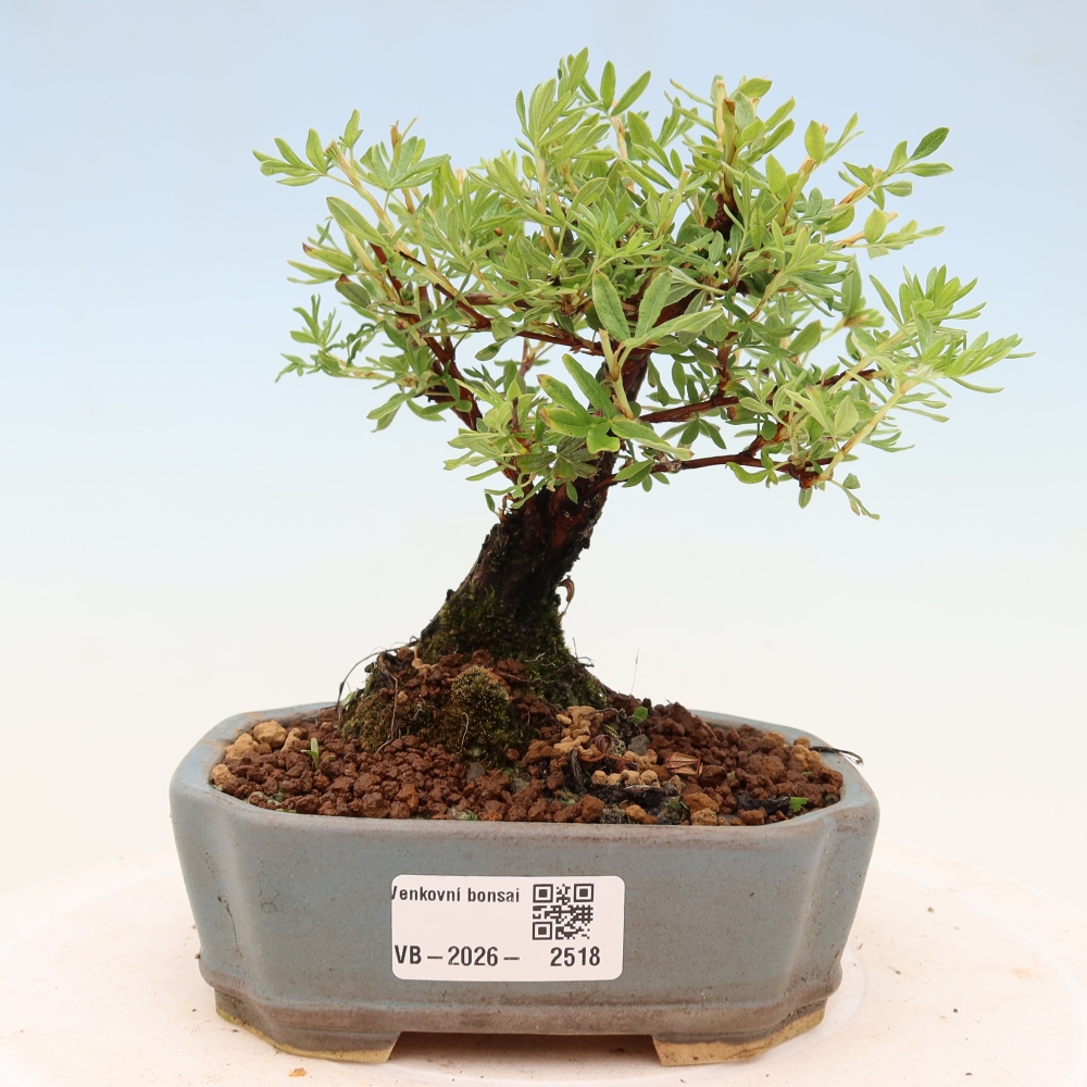 Venkovní bonsai-Mochna křovitá - potentila fruticosa 