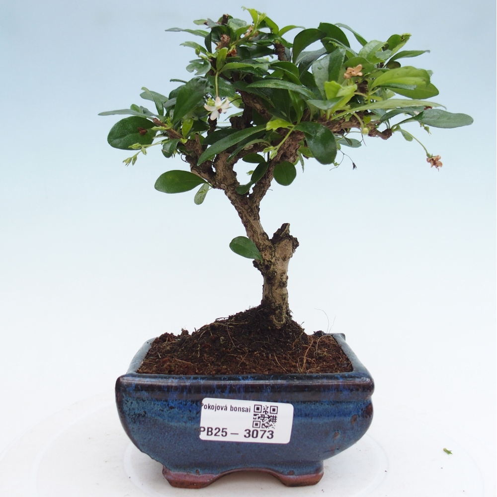 Pokojová bonsai - Carmona macrophylla - Čaj fuki