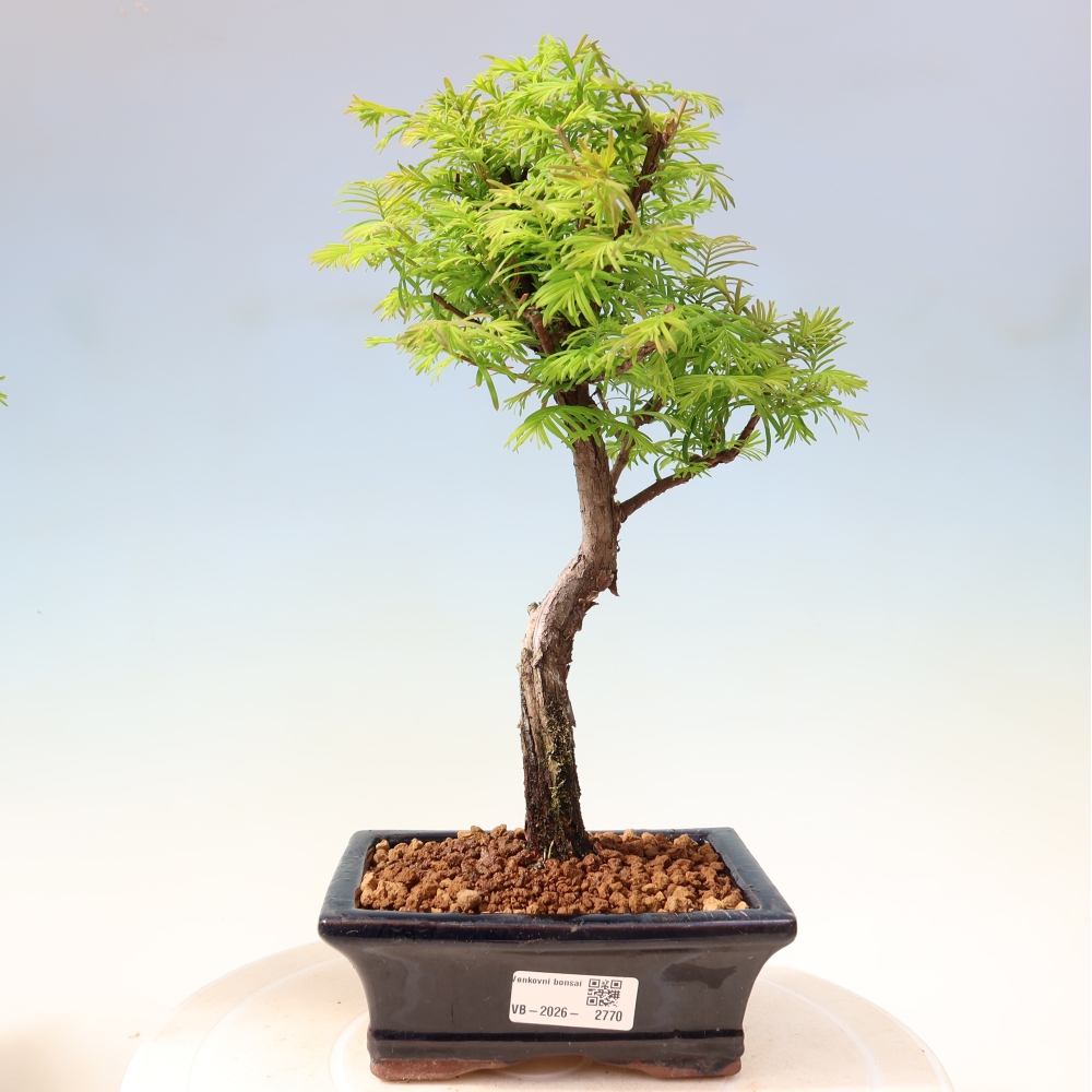 Venkovní bonsai - Metasequoia glyptostroboides - Metasekvoje čínská