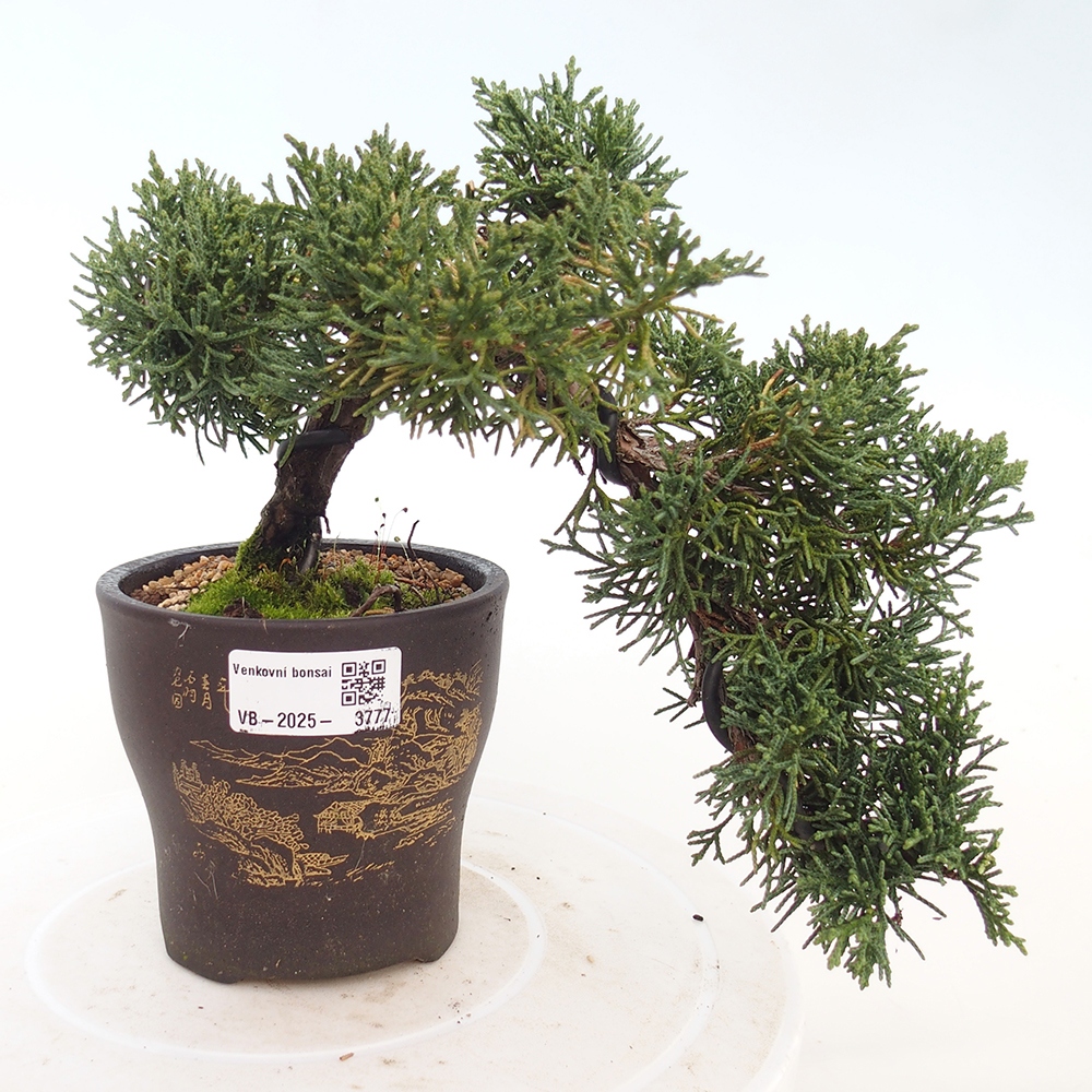 Venkovní bonsai - Juniperus chinensis Kishu -Jalovec čínský