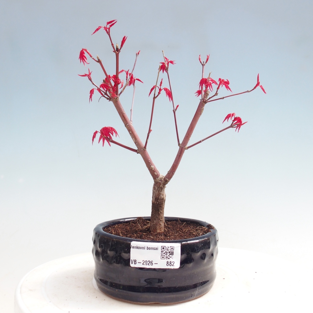 Venkovní bonsai - Javor dlanitolistý - Acer palmatum DESHOJO