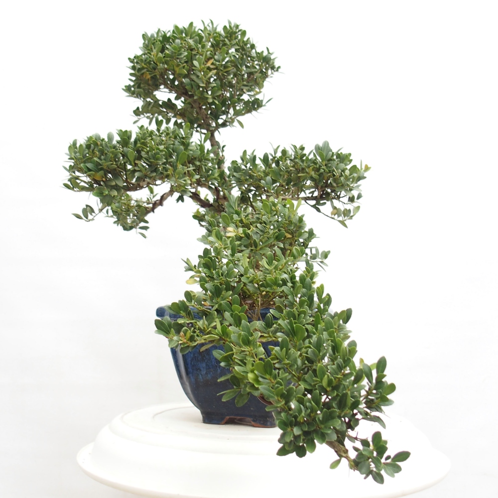 Pokojová bonsai - Ilex crenata - Cesmína