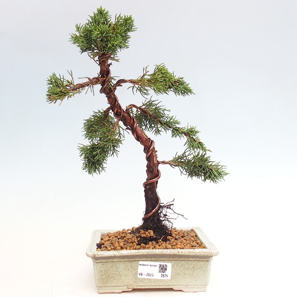 Venkovní bonsai - Juniperus chinensis Kishu -Jalovec čínský