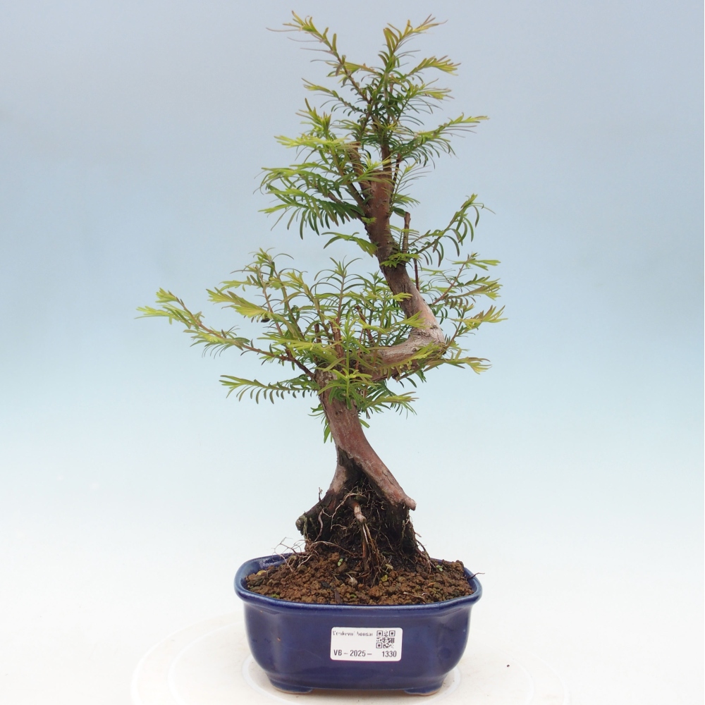 Venkovní bonsai - Metasequoia glyptostroboides - Metasekvoje čínská