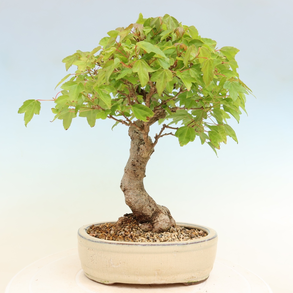 Venkovní bonsai - Javor Burgerův - Acer Burgerianum 