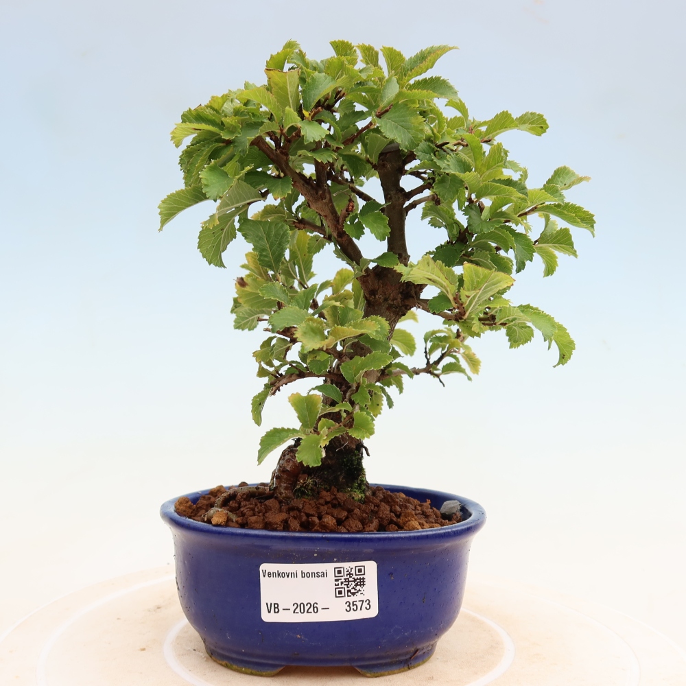 Venkovní bonsai - Zelkova - Zelkova NIRE