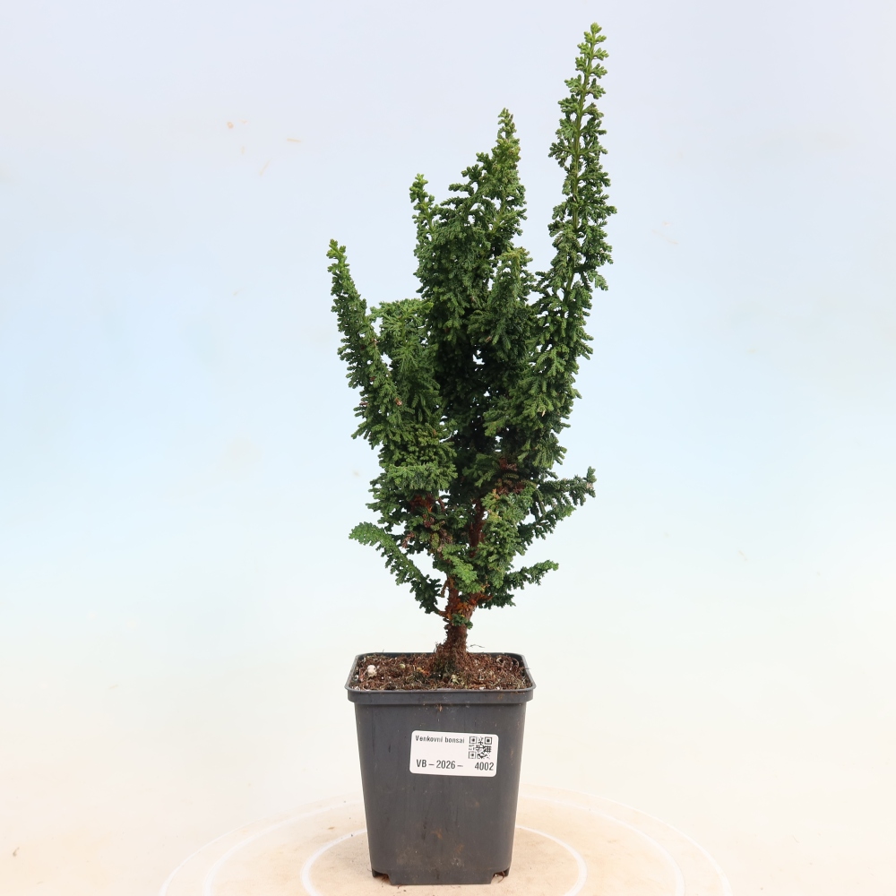 Venkovní bonsai - Cham. obtusa SEKKA HINOKI - Cypřišek