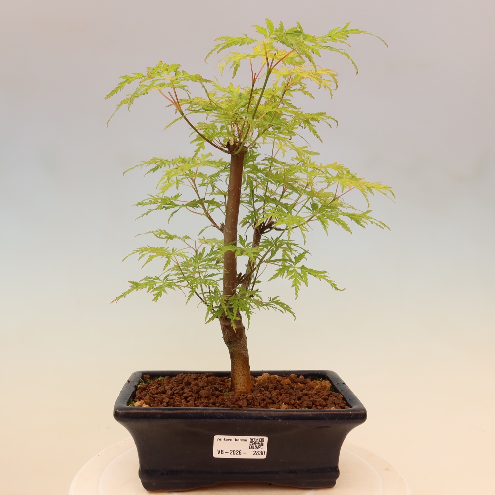 Venkovní bonsai - Acer palmatum Dissectum - Javor dlanitolistý 