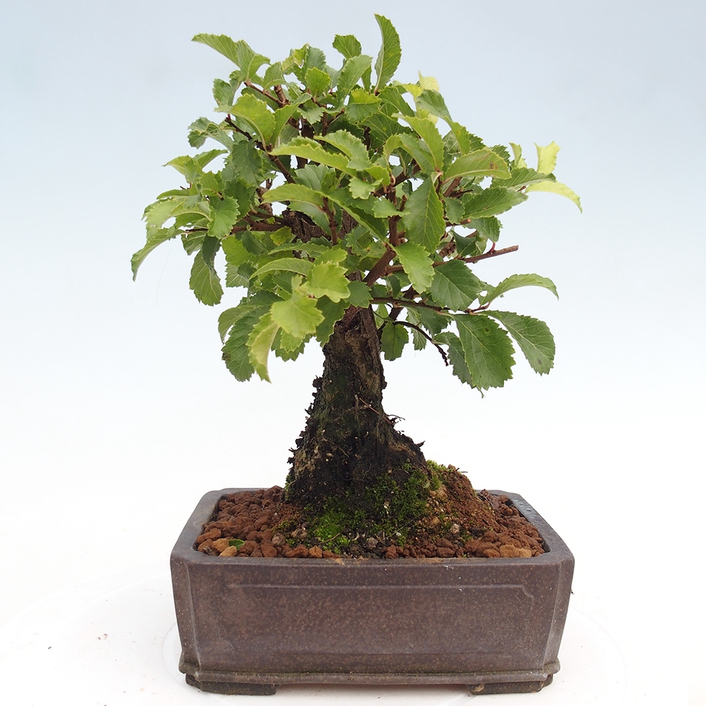 Venkovní bonsai - Zelkova - Zelkova NIRE