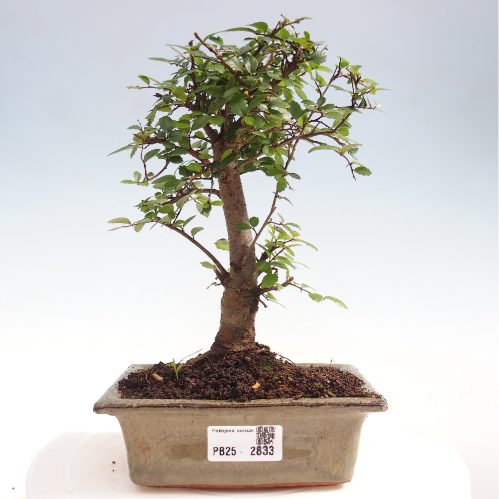 Pokojová bonsai - Ulmus parvifolia - Malolistý jilm