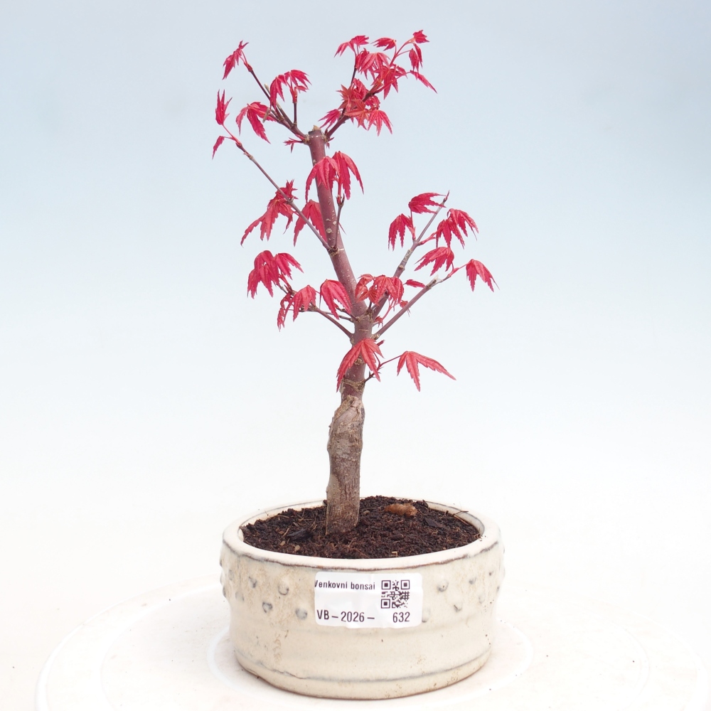 Venkovní bonsai - Javor dlanitolistý - Acer palmatum DESHOJO
