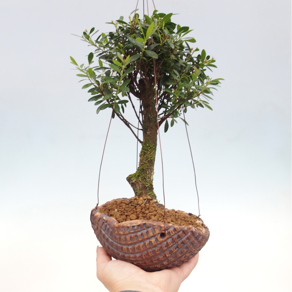 Kokedama v keramice -Syzygium - Pimentovník
