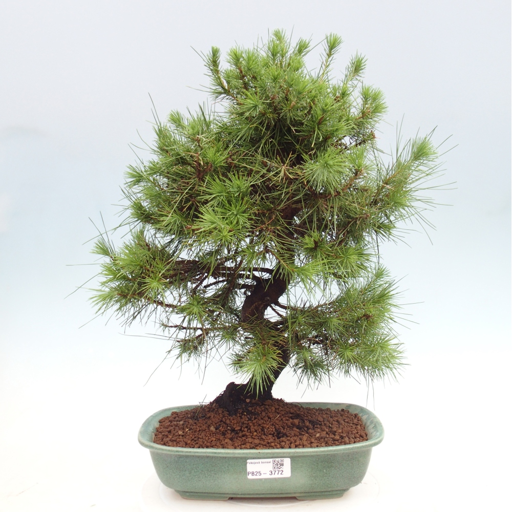 Pokojová bonsai-Pinus halepensis-Borovice alepská