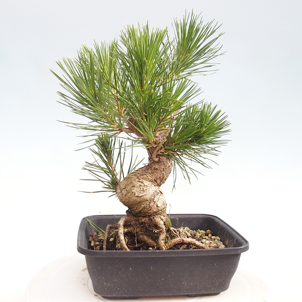Venkovní bonsai - Pinus thunbergii - Borovice thunbergova